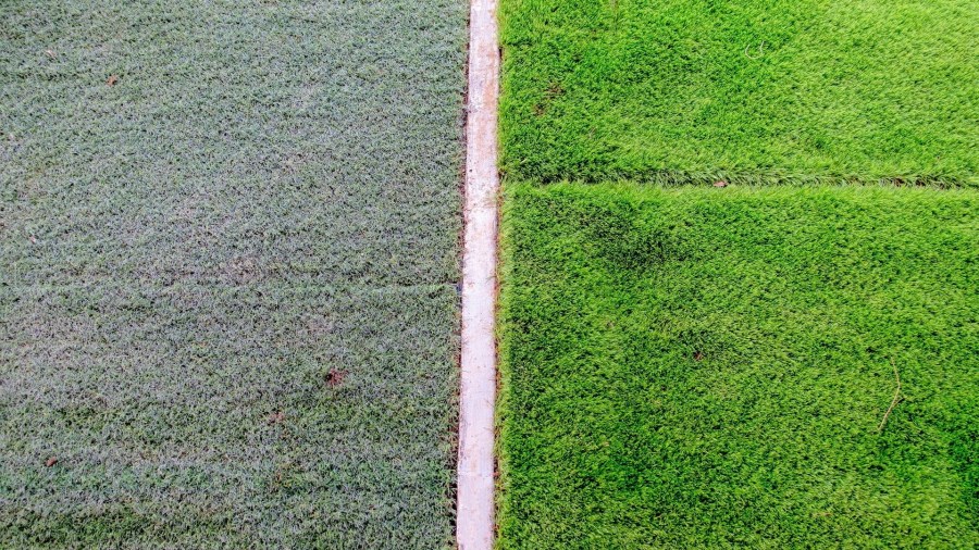 Grass Greener 1080 JPG 2